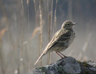 Meadow Pipit, Anthus pratensis (ngspiplrka)