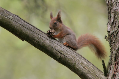 Red Squirrel, Sciurus vulgaris (Rd ekorre)