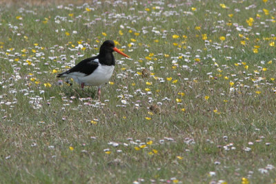 Eurasian Oystercatcher, Haematopus ostralegus (Strandskata)