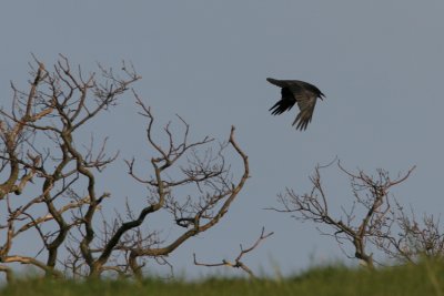 Raven, Corvus corax (Korp)