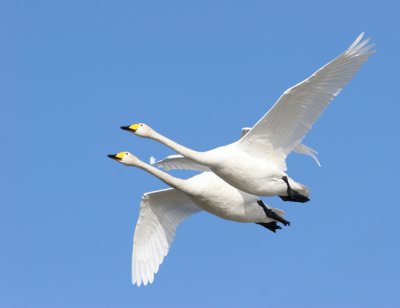 Whooper Swan, Cygnus cygnus (Sngsvan)