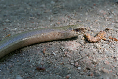 Slow worm, Anguis fragilis (Koppardla)