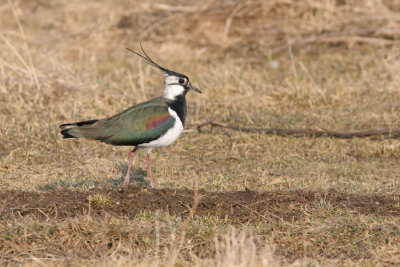 Northern Lapwing, Vanellus vanellus (Tofsvipa)