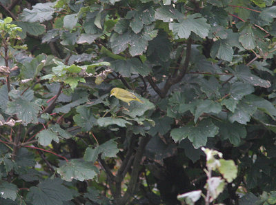 Yellow Warbler, Gul skogssngare, Dendroica petechia