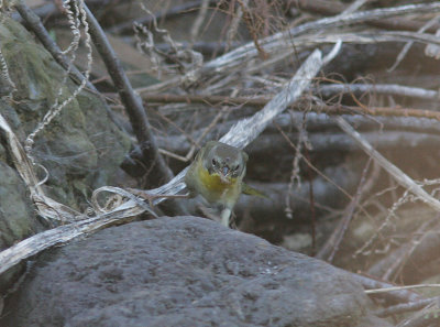 Common Yellowthroat, Gulhake, Geothlypis trichas