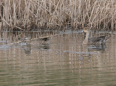 Blue-winged Teal, Blåvingad årta, Anas discors to the left and Northern Pintal, Stjärtand, Anas acuta to the right