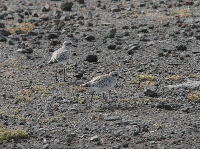 Grey Plover, Kustpipare, Pluvialis squatarola