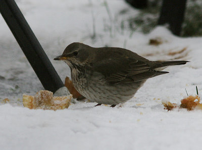 Black-throated Thrush, Svarthalsad trast, Turdus atrogularis