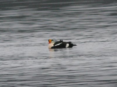 King Eider, Praktejder, Somateria spectabilis