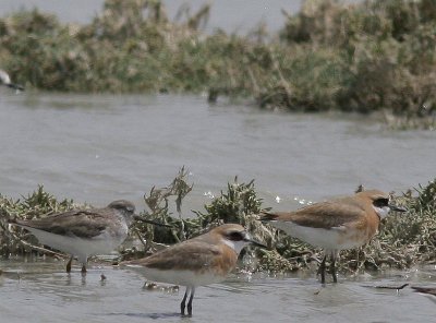 Greater Sand Plover, kenpipare, Charadrius leschenaultii
