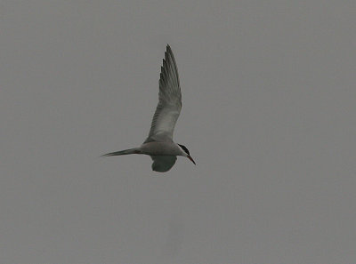 White-cheeked Tern, Vitkindad trna, Sterna repressa
