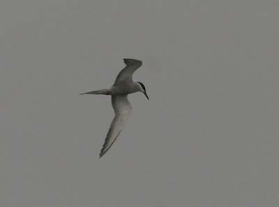 White-cheeked Tern, Vitkindad trna, Sterna repressa