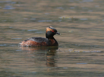 Horned Grebe, Svarthakedopping, Podiceps auritus