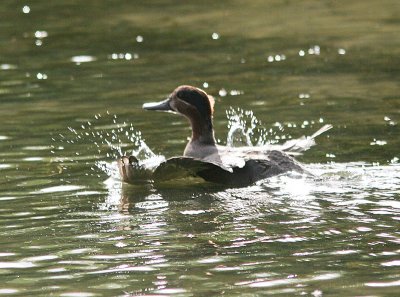 Common Teal, Kricka, Anas crecca