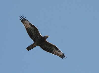 European Honey Buzzard, Bivråk, Pernis apivorus