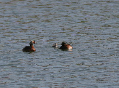 Horned Grebe, Svarthakedopping, Podiceps auritus