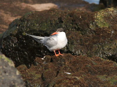 Common Tern, Fisktrna, Sterna hirundo