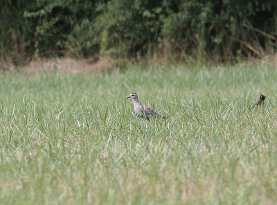Sociable Lapwing, Stäppvipa, Vanellus gregarius