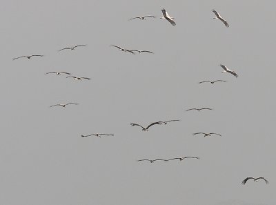 White Stork, Vit stork, Ciconia ciconia