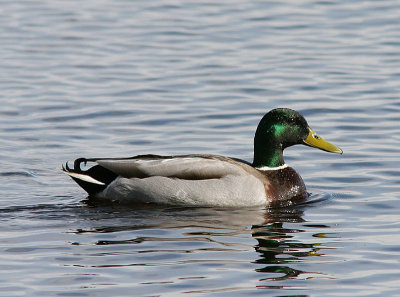 Mallard, Gräsand, Anas platyrhynchos