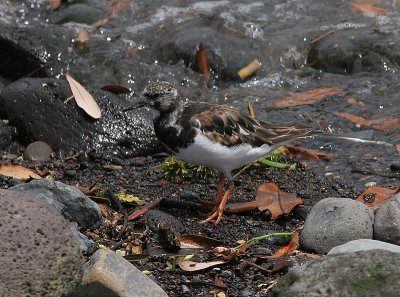 Ruddy Turnstone, Roskarl, Arenaria interpres