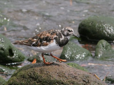 Ruddy Turnstone, Roskarl, Arenaria interpres