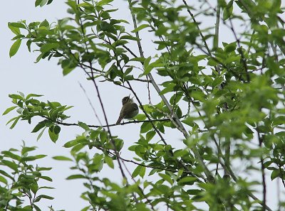  Greenish Warbler, Lundsangare, Phylloscopus trochiloides