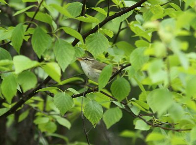 Arctic Warbler, Nordsngare, Phylloscopus borealis