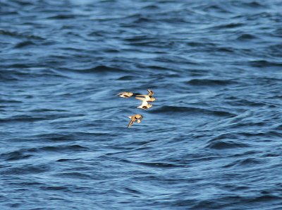 Dunlin, Kärrsnäppa, Calidris alpina