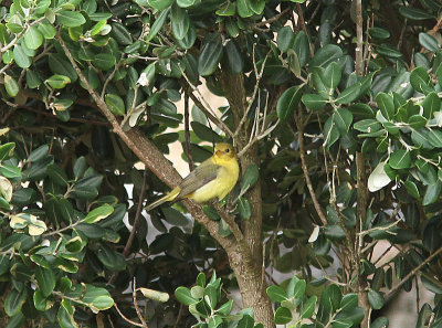 Scarlet Tanager, Sharlakanstangara, Piranga olivacea