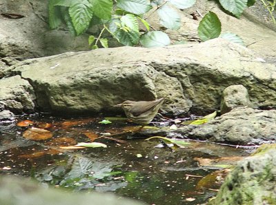 Northern Waterthrush, Nordlig piplrksngare, Seiurus noveboracensis