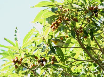 Northern Parula, Messkogssngare, Parula americana