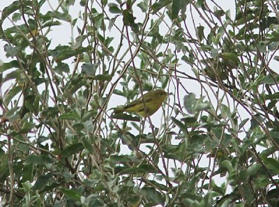 American Yellow Warbler, Gul skogssngare, Dendroica petechia