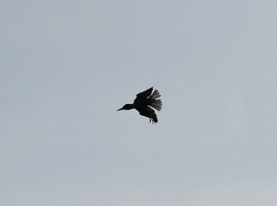 Belted Kingfisher, Blteskungsfiskare, Megaceryle alcyon