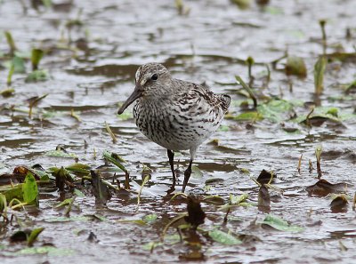 White-rumped Sandpiper, Vitgumpsnppa, Calidris fuscicollis