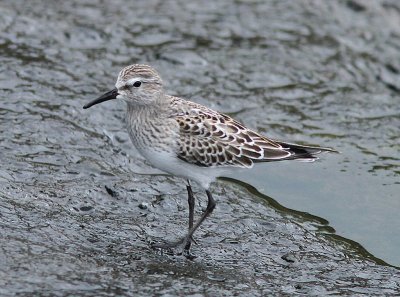 White-rumped Sandpiper, Vitgumpsnppa, Calidris fuscicollis