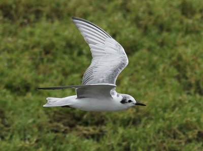 White-winged Tern, Vitvingad trna, Chlidonias leucopterus