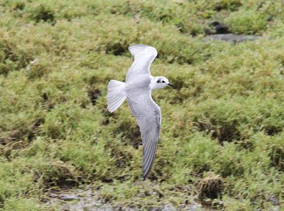 White-winged Tern, Vitvingad trna, Chlidonias leucopterus