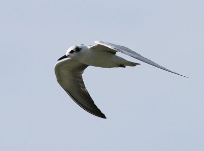 White-winged Tern, Vitvingad trna, Chlidonias leucopterus