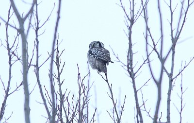 Northern Hawk Owl, Hkuggla, Sumia ulula