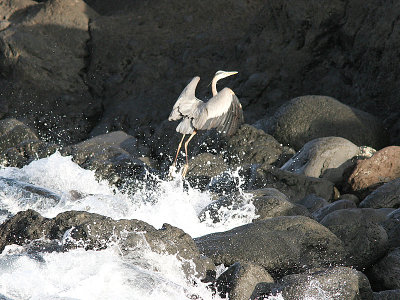 Great Blue Heron, Amerikansk grhger, Ardea herodias