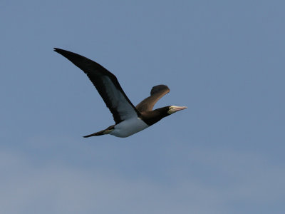 Brown Bobby, Brun sula, Sula leucogaster