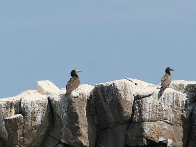 Brown Bobby, Brun sula, Sula leucogaster