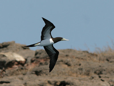 Brown Bobby, Brun sula, Sula leucogaster