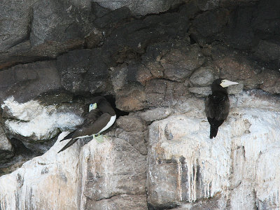 Brown Bobby, Brun sula, Sula leucogaster