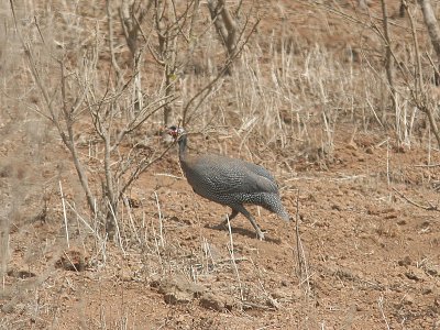 Helmeted Guineafowl, Hjälmpärlhöna, Numida meleagris