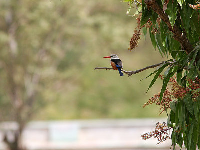 Grey-Headed Kingsfisher, Halcyon leucocephala acteon