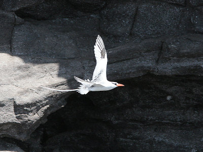 Red-billed Tropicbird, Rdnbbad tropikfgel, Phaeton aethereus