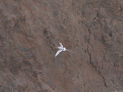 Red-billed Tropicbird, Rdnbbad tropikfgel, Phaeton aethereus