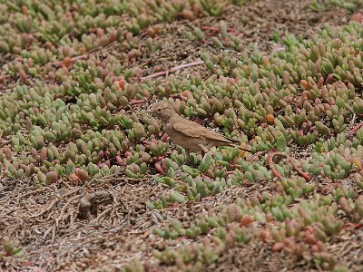 Bar-Tailed Lark, Sandkenlrka, Ammomanes cinctura cinctura